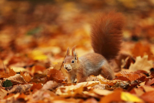 istock Red squirrel (Sciurus vulgaris) on the ground in autumn forest 1291058179