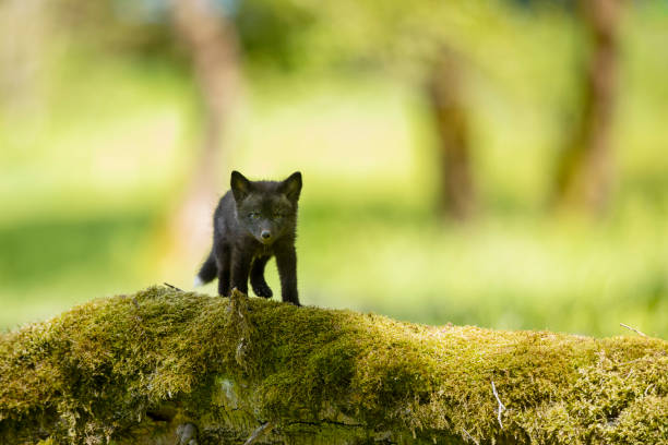 istock Red fox, vulpes vulpes, small young cub in forest on moss stump. Cute little wild predator in natural environment. Wildlife scene from nature 1291058193