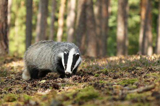 Wildlife scene. Wild Badger sniffing in forest, Meles meles, animal in pine forest. Europe.