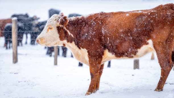 istock Brown colored cow in a pasture with winter snow falling 1291058935