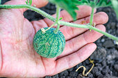 Closeup of growing small green striped watermelon in farmer's hand.