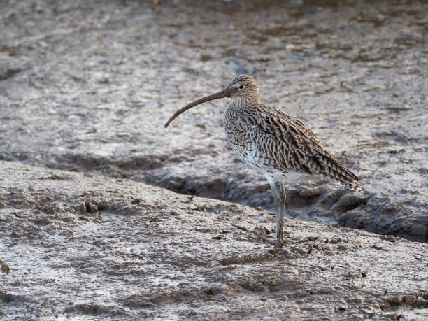 istock Curlew, Numenius arquata 1291059184