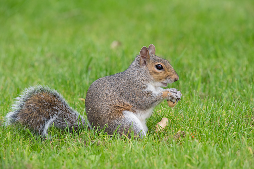Portrait of an eastern grey squirrel (sciurus carolinensis) eating a monkey nut
