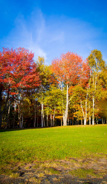 istock copse of trees in autumn 1291062635