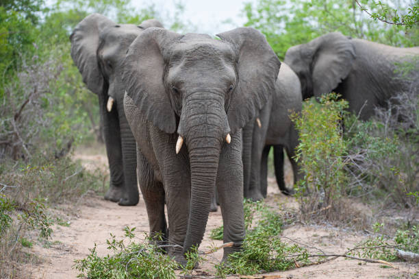 istock African Elephants in the Wild 1291062876