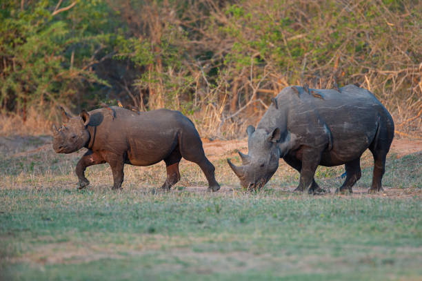 istock Black Rhino Cow and Calf 1291062879