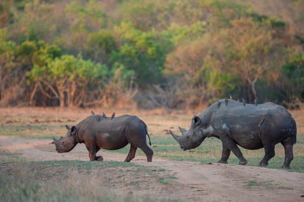 istock Black Rhino Cow and Calf 1291063951