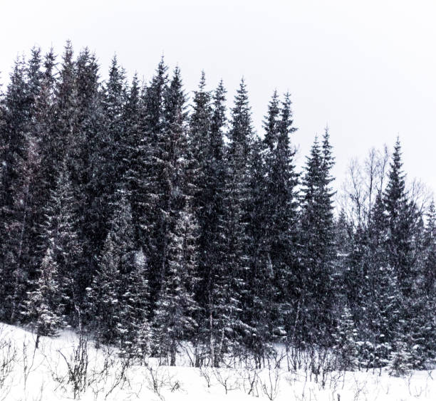 istock Tall trees in the Arctic winter 1291064000