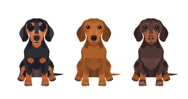 ilustraciones, imágenes clip art, dibujos animados e iconos de stock de conjunto de tres dachshunds multicolores - dachshund