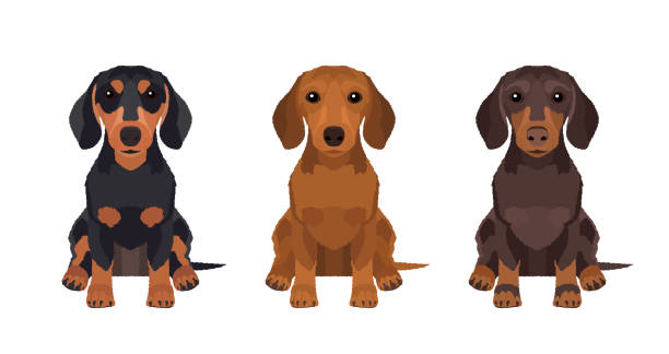 Set of three multicolored dachshunds Portraits of three dachshunds in different colors isolated on white background. Vector dogs collection for your design dachshund stock illustrations
