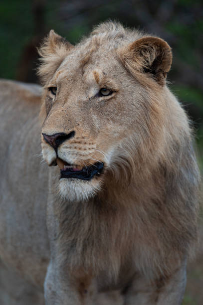 istock Young Male Lion 1291064197