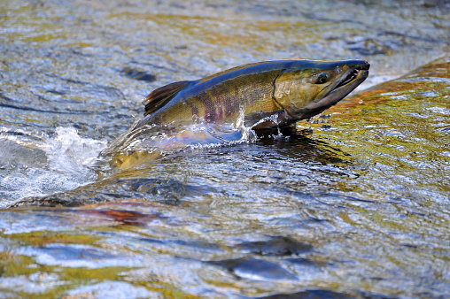 Chum salmon jumping upstream to spawn in Chico Creek in Bremerton, Washington, on October 30, 2015.