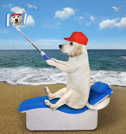 A dog in a red cap is sitting on a sun lounger and taking a selfie on the beach by the sea.