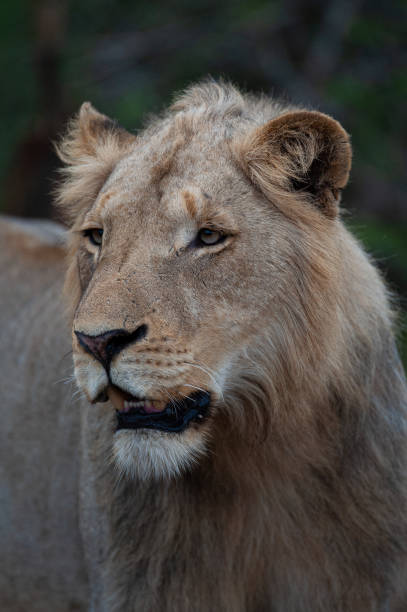 istock Young Male Lion 1291066855