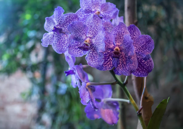 istock Phalaenopsis orchid purple spotted close-up 1291067413