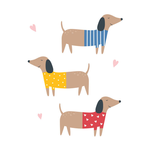 ilustrações de stock, clip art, desenhos animados e ícones de funny dachshund. set of dachshunds. vector illustration in flat style. isolated on white background. good for posters, textiles, t shirts. - dachshund