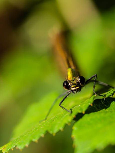 istock Macro photography of dragonfly. 1291072789