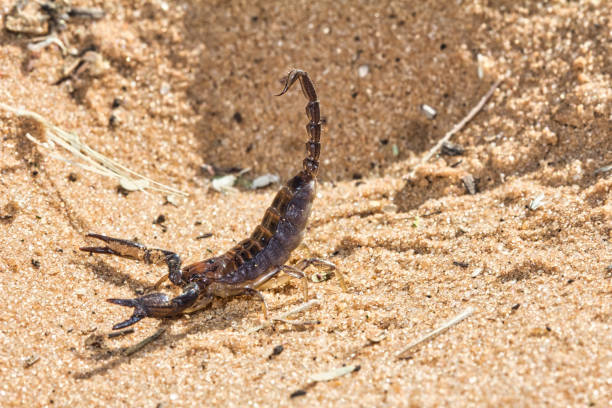 Radiant Burrower scorpion with sting extended