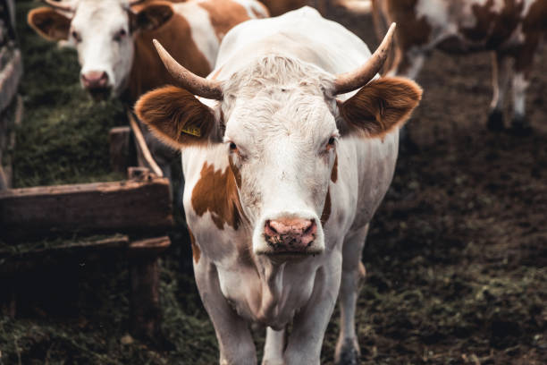 istock Cows on the form. Milk, meat production. Household animals. 1291073270