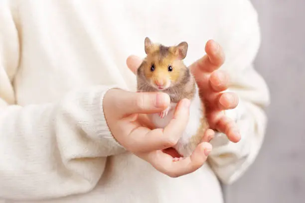 Photo of A cute fluffy golden hamster with a white tummy sits in the arms of a child in a light sweater and looks at camera.