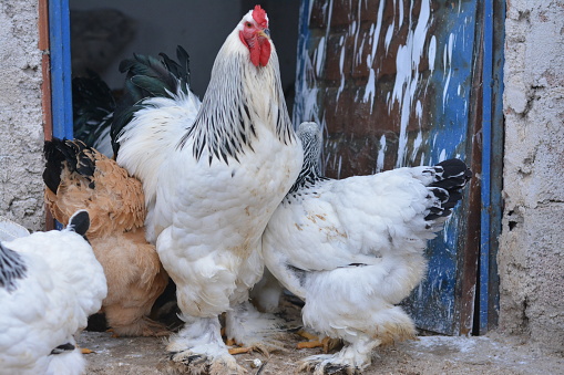 Wyondote And Brahma Chickens Are A Popular Ornamental Chicken With Their  Colors Stock Photo - Download Image Now - iStock