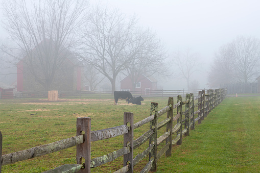Farm with cows on foggy morning in Winter, Worcester, Pennsylvania, USA