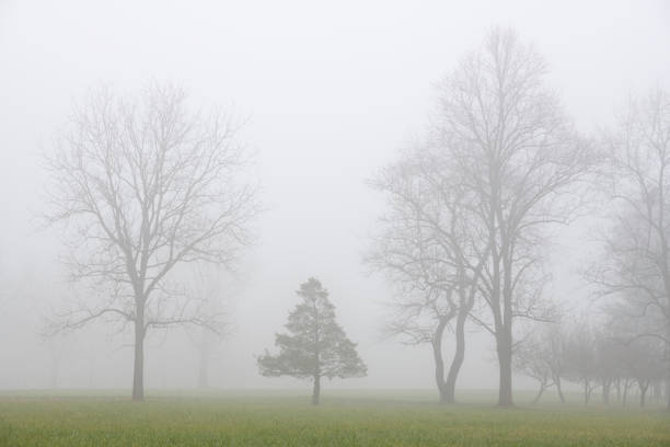 Trees on foggy morning in Winter