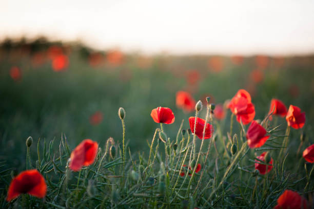 mohnblumen auf der wiese - poppy field remembrance day flower stock-fotos und bilder