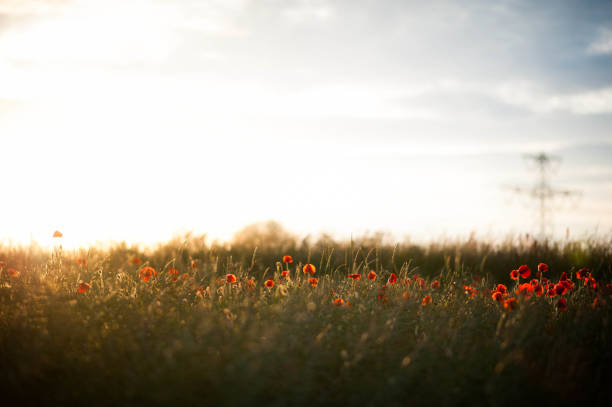 Poppy field at sunset stock photo