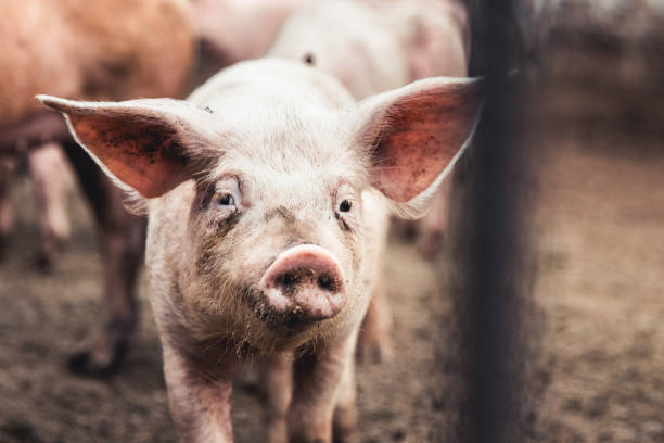 istock Pig on the farm. Bad conditions, pets 1291076252