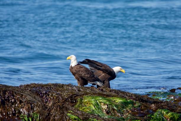 istock Bald eagle (haliaeetus leucocephalus) pair stand on seaweed covered rocks at low tide on sunny spring morning 1291076324