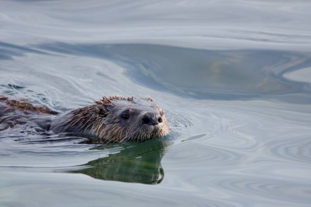 istock River otter (Lontra canadensis) swims in shallows along shore in morning sun 1291076346