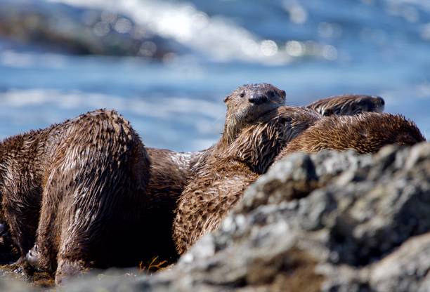 istock Five river otter (Lontra canadensis) siblings have a group cuddle while on the rocky shore 1291076418