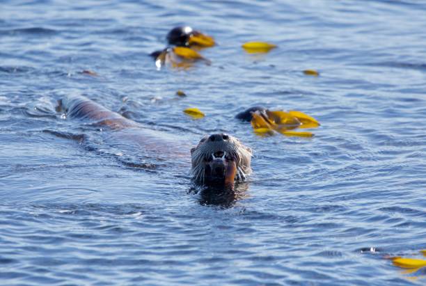 istock River otter (Lontra canadensis) chews on a fish showing its sharp teeth while it swims in a patch of bull kelp 1291076426