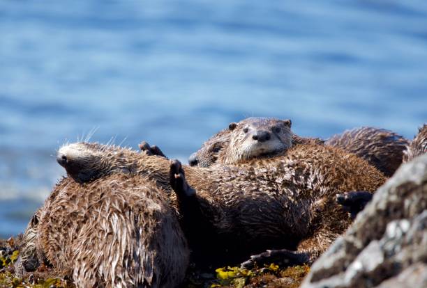 istock One river otter shows its belly while several others cuddle up in a family gathering on rocks at low tide 1291076450