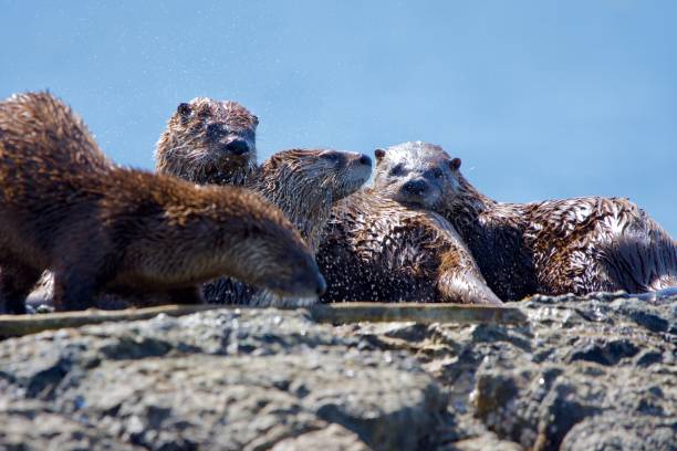 istock One river otter shakes while three others cuddle up on rocks at Clover Point, 1291076474