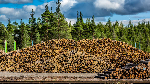 desmatamento - lumber industry deforestation wood industry - fotografias e filmes do acervo