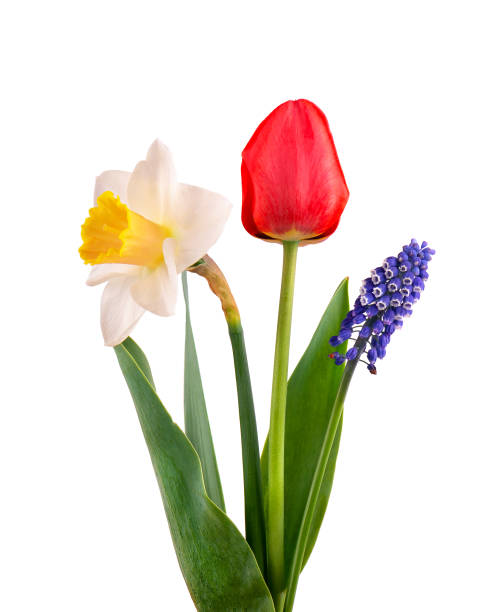 Muscari, narcissus and red tulip with green leaves, isolated on white background. Spring flowers. Muscari, narcissus and red tulip with green leaves, isolated on white background. Spring flowers hyacinth red stock pictures, royalty-free photos & images