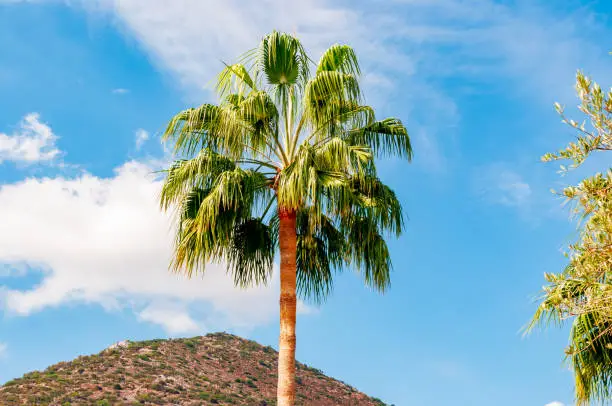 Photo of Palm tree on Crete island, Greece