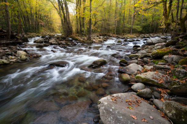 Mountain Stream and Autumn Leaves Appalacian Mountain Stream and Autumn Foliage. Great Smoky Mountains National Park, Tennessee tennessee photos stock pictures, royalty-free photos & images