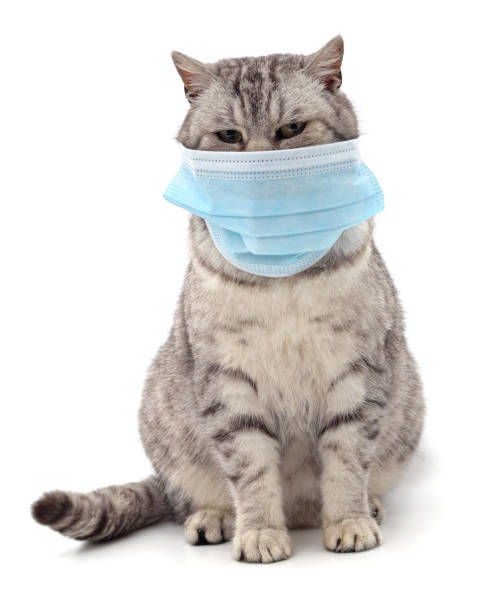 istock Cat in medical mask. 1291078688