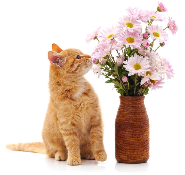 400 Funny Cat Smelling A Flower Stock Photos, Pictures & Royalty-Free  Images - iStock