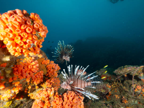 istock Under the waters of the Bay 1291079052