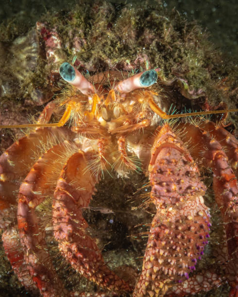 istock Under the waters of the Bay 1291079859