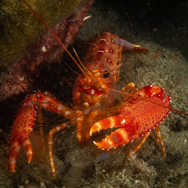 istock Under the waters of the Bay 1291080188