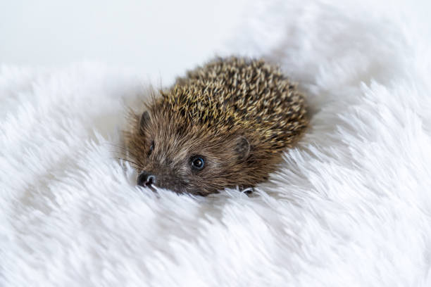 istock Cute sad wild hedgehog lying on a soft blanket on a white background. The prickly animal is bored in the house and wants to be free in the forest. Protection and domestication of forest animals. 1291081106