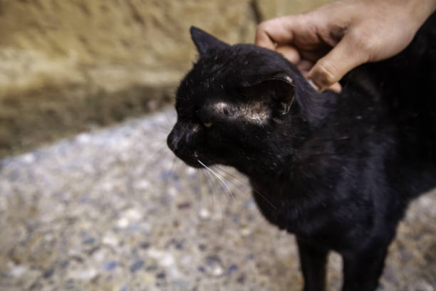 istock Black cat on street 1291081142