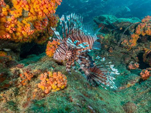 istock Under the waters of the Bay 1291081251
