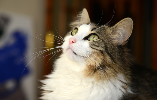 Portrait of beautiful tabby cat