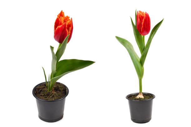 istock Tulip in a pot isolated on white background. 1291082075